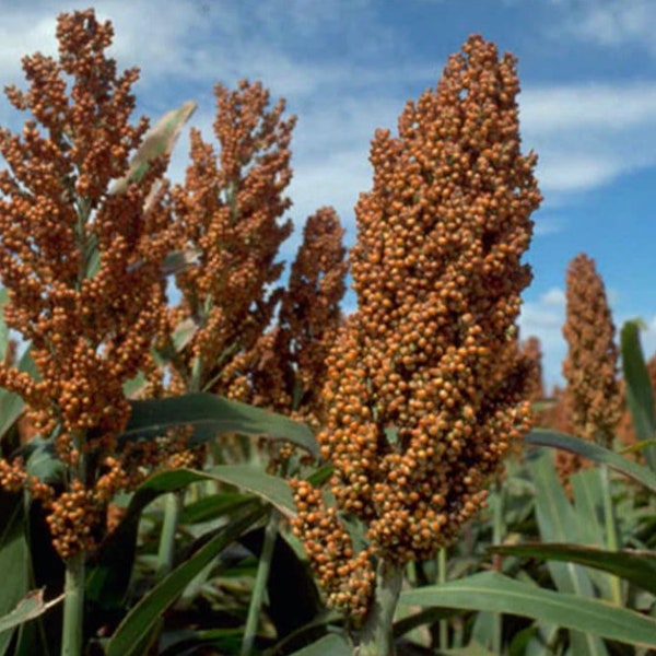 Waxy burgundy sorghum (sorghum bicolor), 200g for 11 USD, shipping cost is 10 USD, phyto certificate is 12 USD