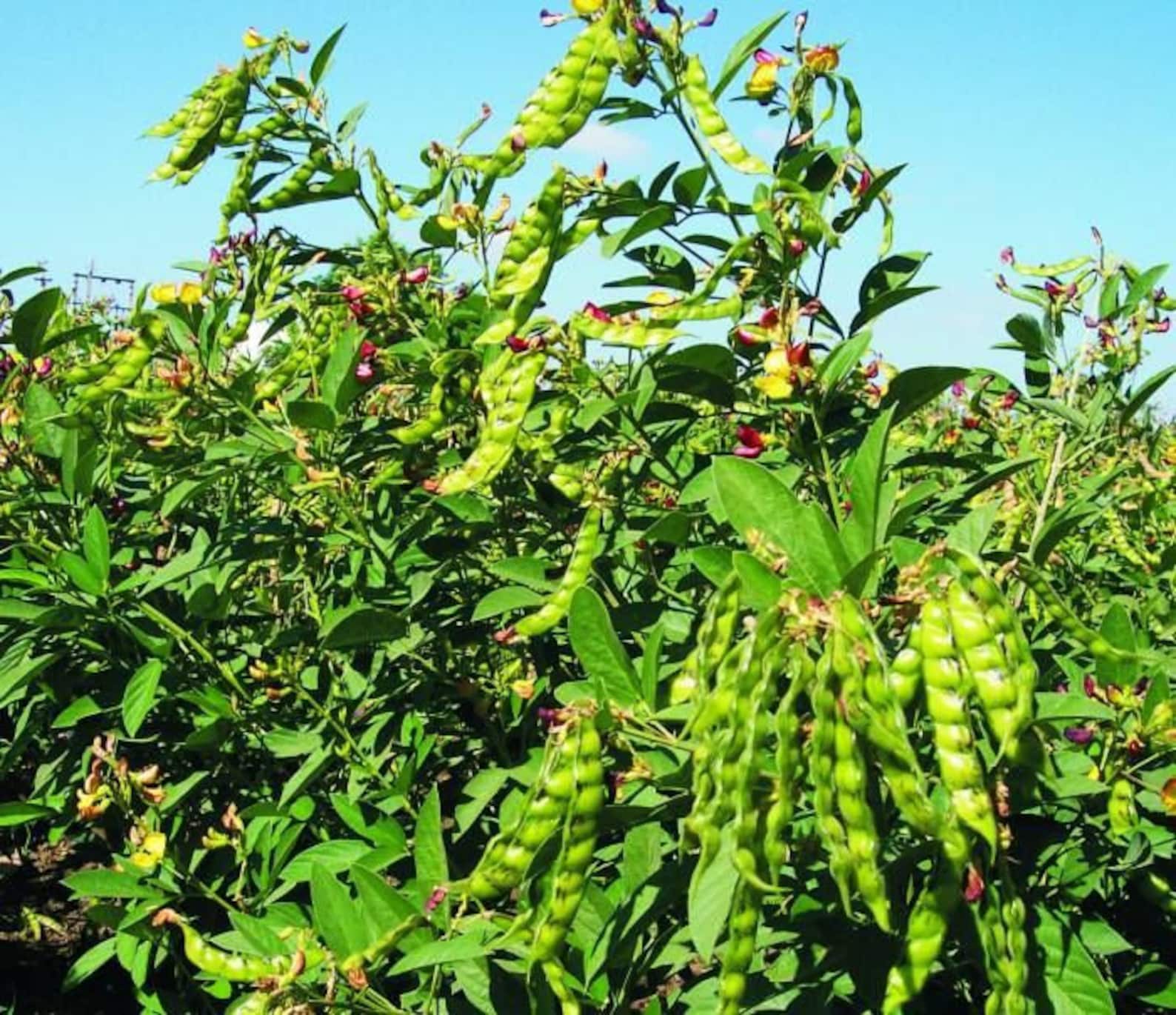 Pigeon Pea Cajanus Cajan Seeds for Sale 100g/11 USD Etsy