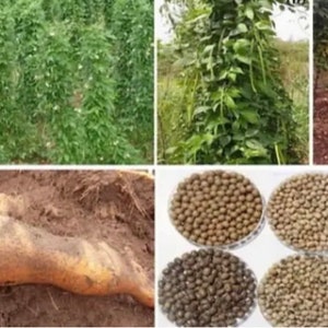 Nigerian Large Blackish African yam beanssphenostylis stenocarpa, 50 seeds /14 USD, shipping /10 USD, phyto certificate cost 12 USD image 5