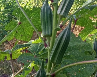 African ewe okro(Abelmoschus esculentus), non hybrid, 200 seeds for 11 USD, shipping cost is 10 USD, phyto certificate is 12 USD