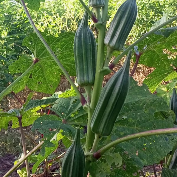 Okro oveja africana (Abelmoschus esculentus), no híbrido, 200 semillas por 11 USD, el costo de envío es 10 USD, el certificado fito es 12 USD