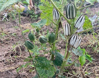 Togolese green okro (Abelmoschus esculentus), non hybrid, non hybrid, 200 seeds/11 USD, shipping cost is 10 USD, phyto certificate is 12 USD