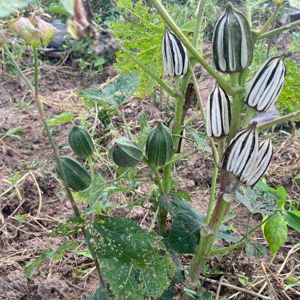 Okro verde togolés (Abelmoschus esculentus), no híbrido, no híbrido, 200 semillas/11 USD, el costo de envío es de 10 USD, el certificado fito es de 12 USD