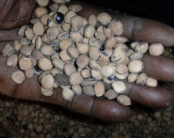 African locust bean(Parkia biglobosa), 200g seeds cost(8 USD), shipping cost(10 USD), Phyto certificate cost(12 USD).