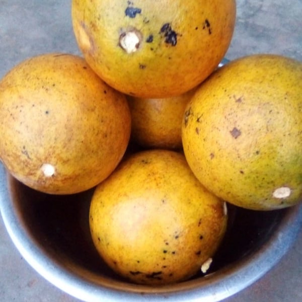 Strychnos spinosa(Monkey orange) 25 seeds cost(11 USD), shipping cost(10 USD), Phyto certificate(12 USD).