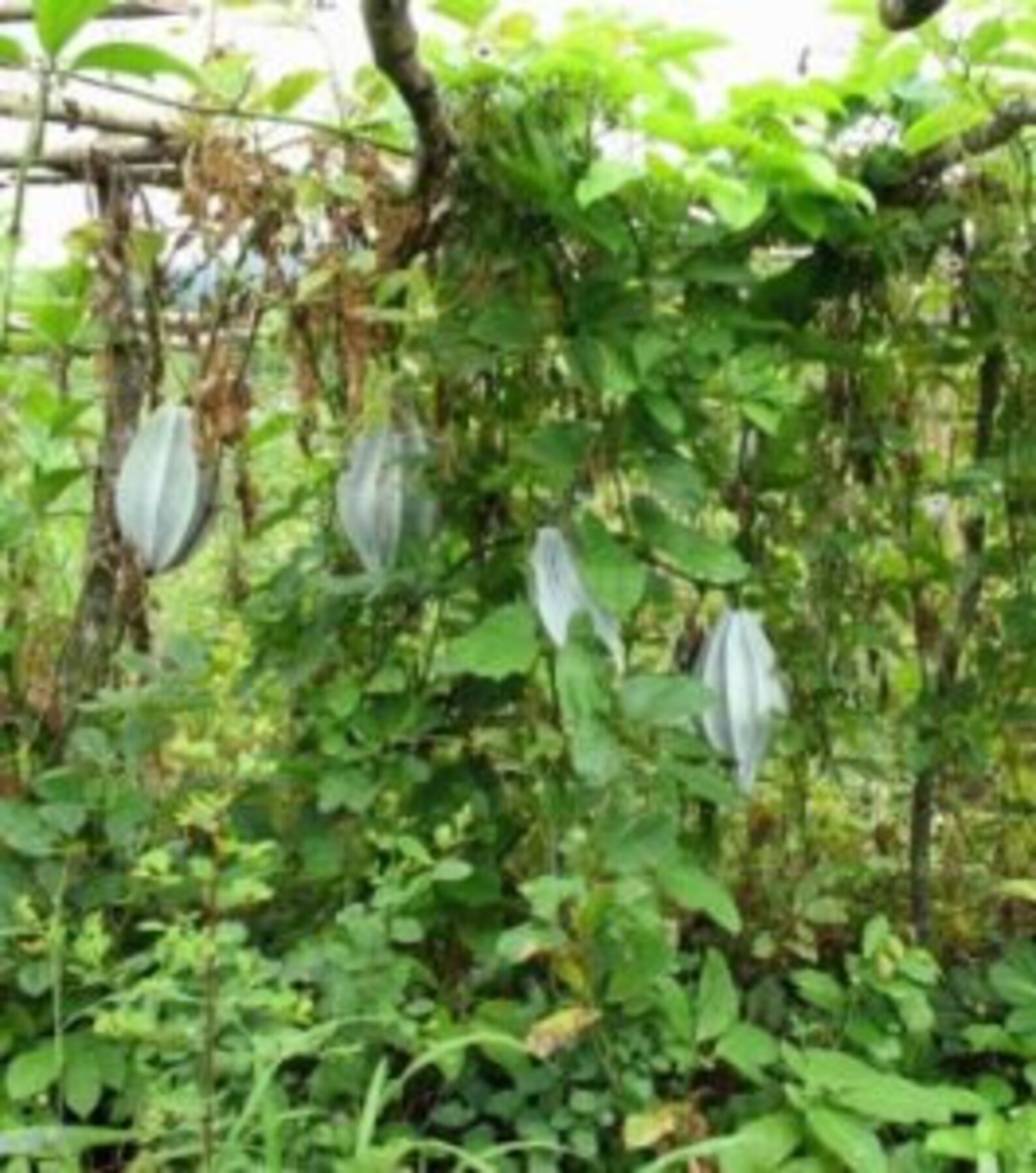 Dried Fluted Pumpkin Leaves Telfairia Occidentalis 300g for Etsy