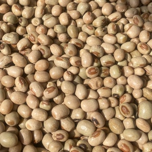 2 in 1 African yam beanssphenostylis stenocarpa, 100g seeds /15 USD, 2 varieties in one, shipping /10 USD, phyto certificate cost 12 USD image 1