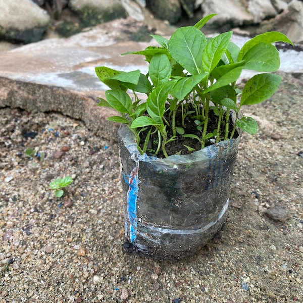 Feuille amère (Vernonia amygdalina), 200 graines/10 USD, Frais de livraison 10 USD, Le coût du certificat phytosanitaire est de 12 USD