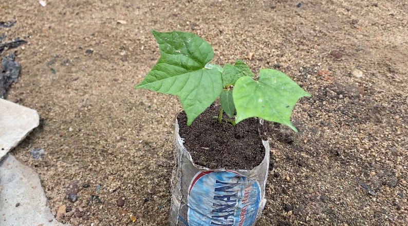 Diocoreophyllum cumminsii, Serendipity fruits, 3000 sweeter than sugar, 10 seeds/8 USD, Shipping cost/10 USD, Phyto certificate cost/12 USD image 9