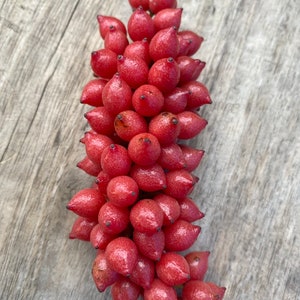 Diocoreophyllum cumminsii, Serendipity fruits, 3000 sweeter than sugar, 10 seeds/8 USD, Shipping cost/10 USD, Phyto certificate cost/12 USD image 1