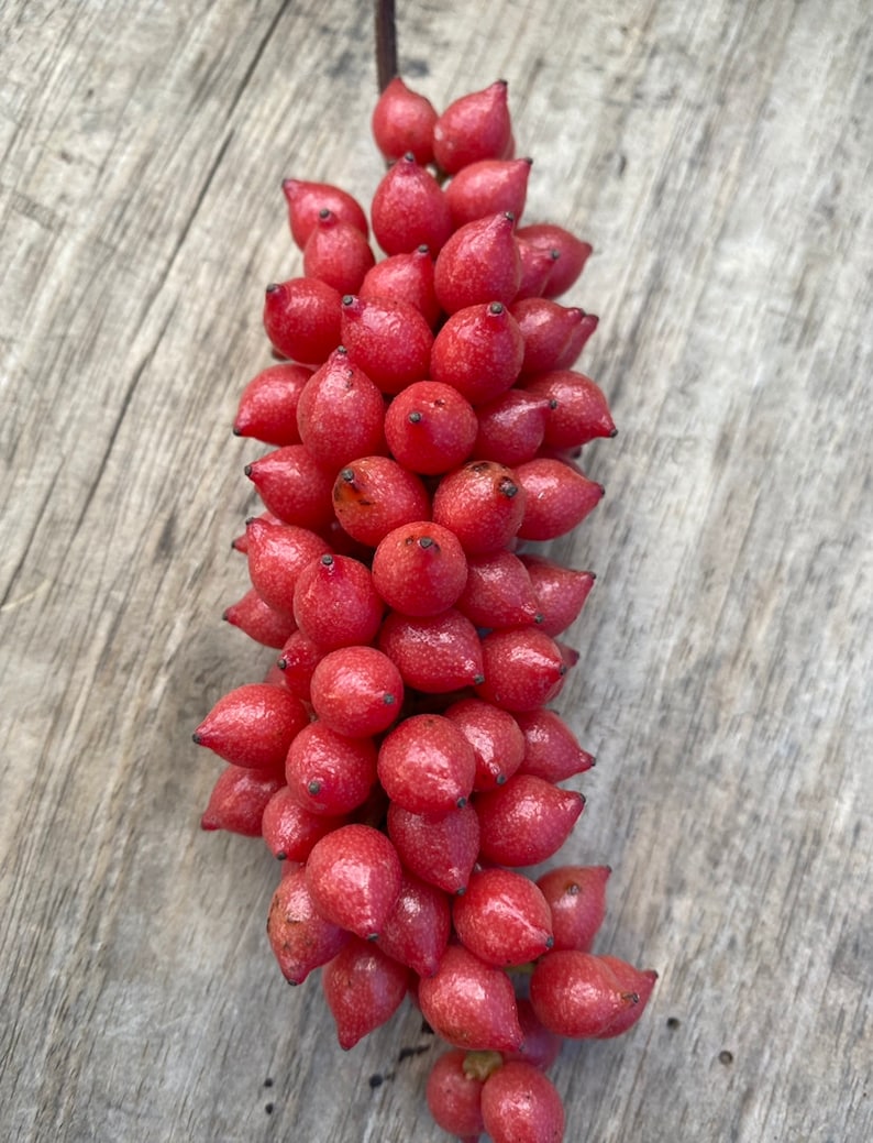 Diocoreophyllum cumminsii, Serendipity fruits, 3000 sweeter than sugar, 10 seeds/8 USD, Shipping cost/10 USD, Phyto certificate cost/12 USD image 1