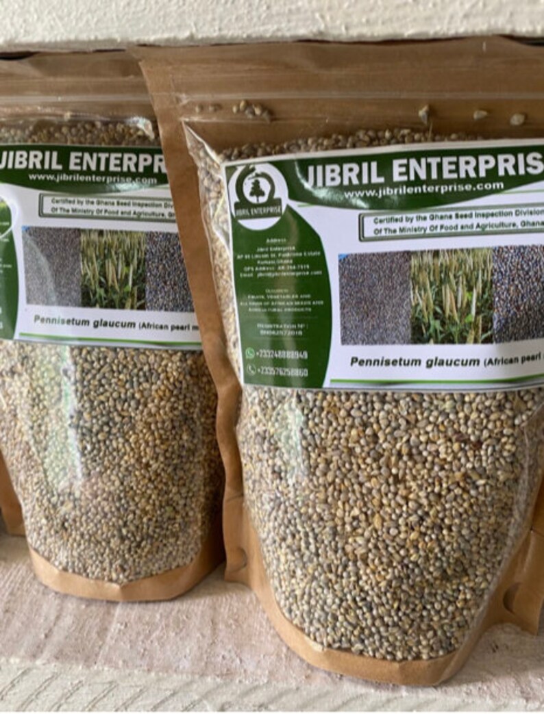 Ghanaian Pearl Millet Seeds Non Hybrid 200g for 11 USD Etsy