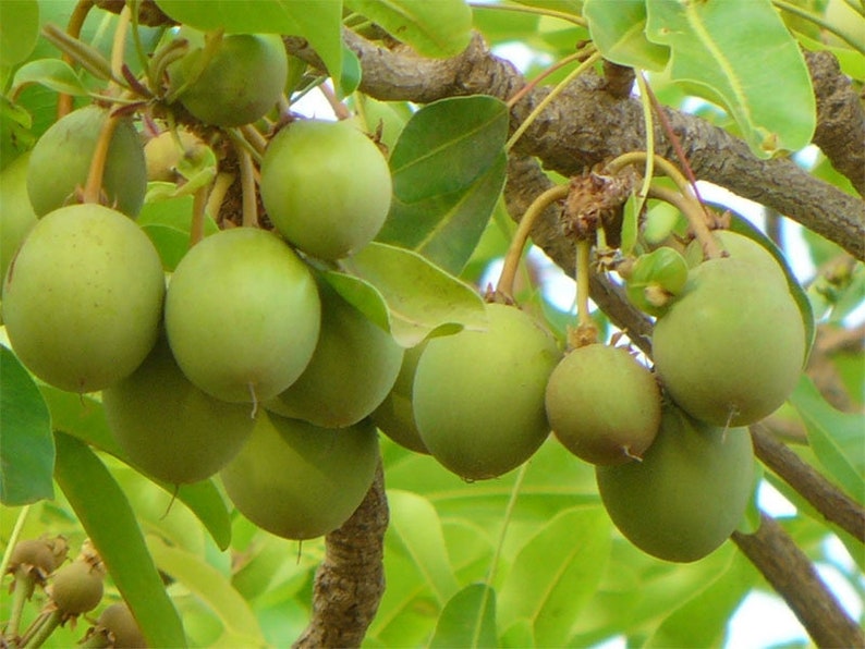 Vitellaria Paradoxa Shea Nuts Seeds for Planting10 Seeds Etsy