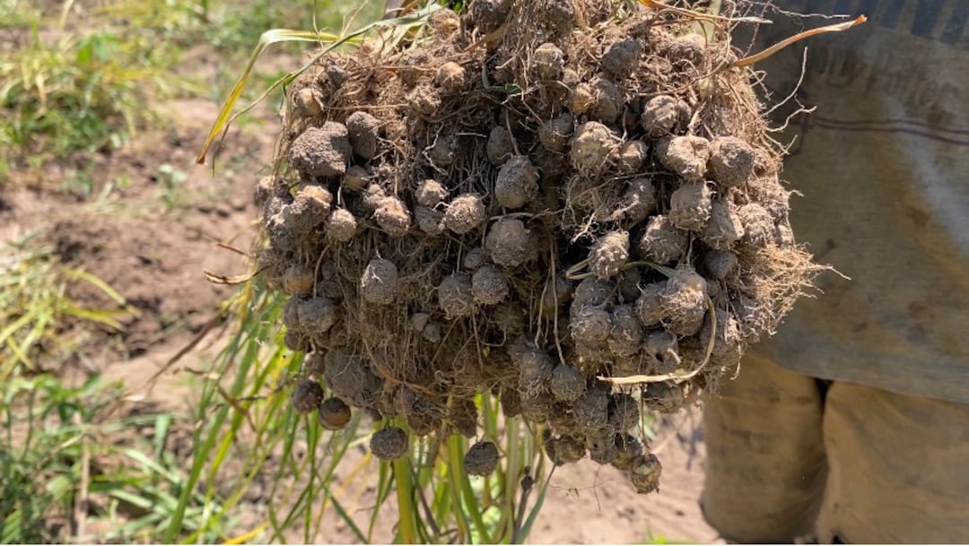 Cyperus Esculentus, Dried Ghanaian Yellow Tiger Nuts Seeds for Planting