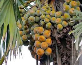 African fan palm (Borassus aethiopum), 3 seeds/18 USD,  shipping cost/15 USD, phyto certificate cost is 12 USD