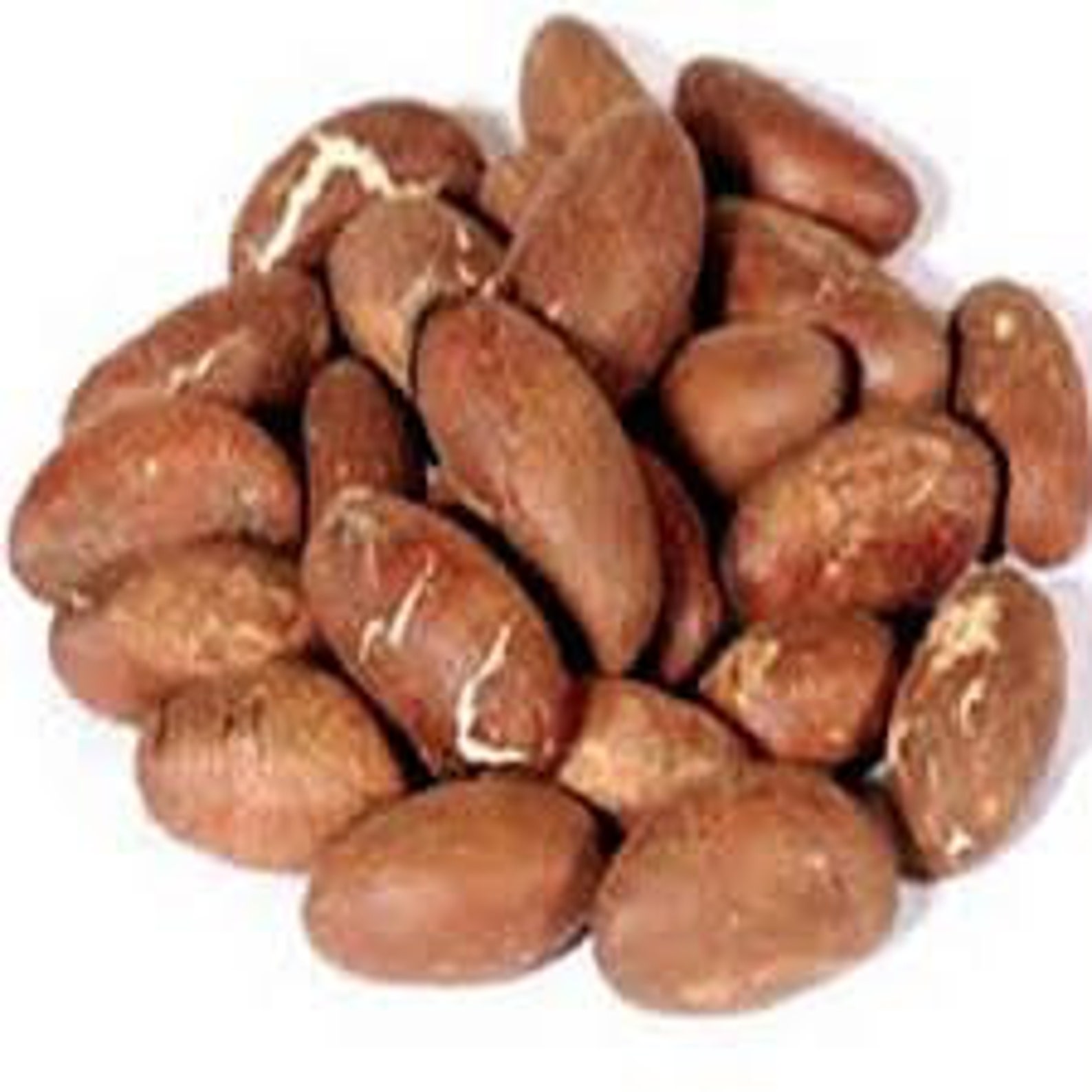 Bitter kolaGarcinia kola 20 seeds cost14 u.s dollars Etsy