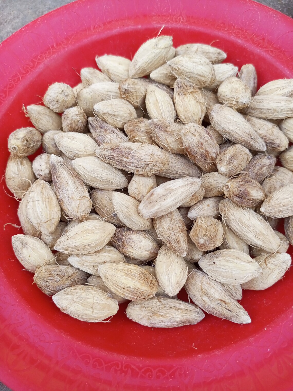 Balanites Aegyptiaca dessert Dates Seeds for Oil Medicinal Etsy UK