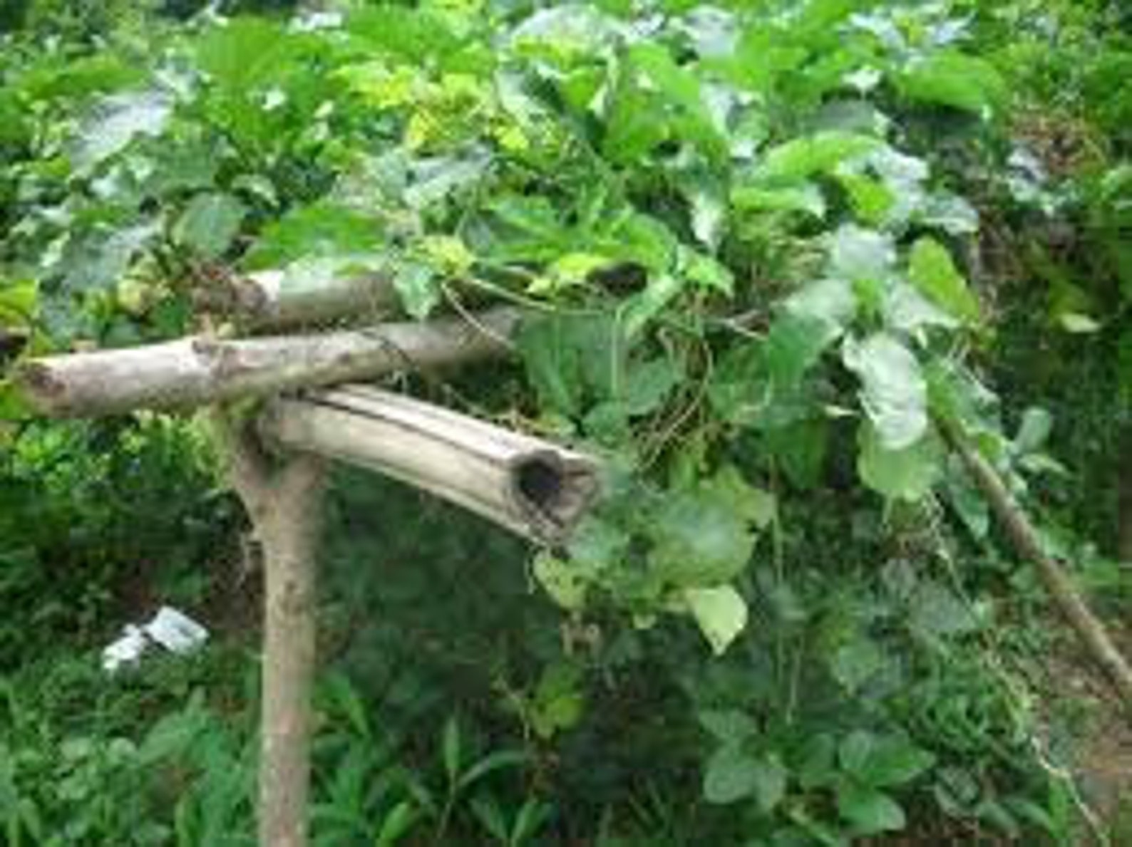 Dried Fluted Pumpkin Leaves Telfairia Occidentalis 300g for Etsy