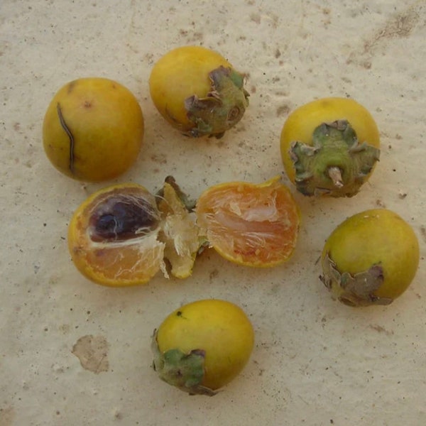 Jackal berry(Diospyros mespiliformis), 25 seeds cost(11 u.s dollars), shipping cost(10 u.s dollars), Phyto certificate cost(12 u.s dollars).