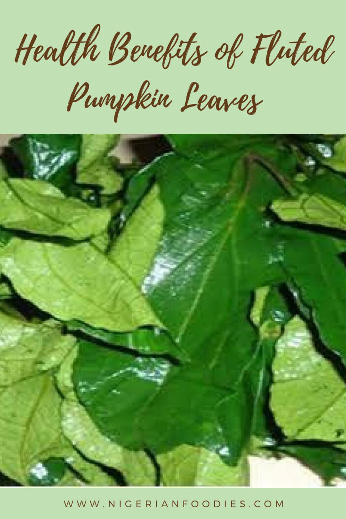 Dried Fluted Pumpkin Leaves Telfairia Occidentalis 300g for Etsy