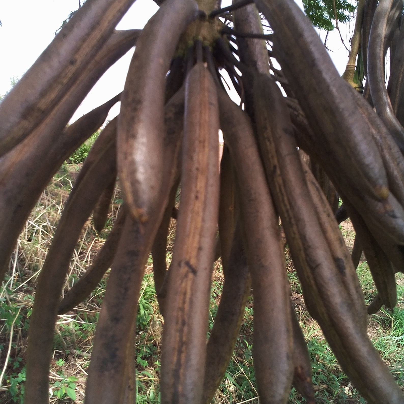 Parkia Biglobosaafrican Locust Beans 15 Dried Long Pods for Etsy