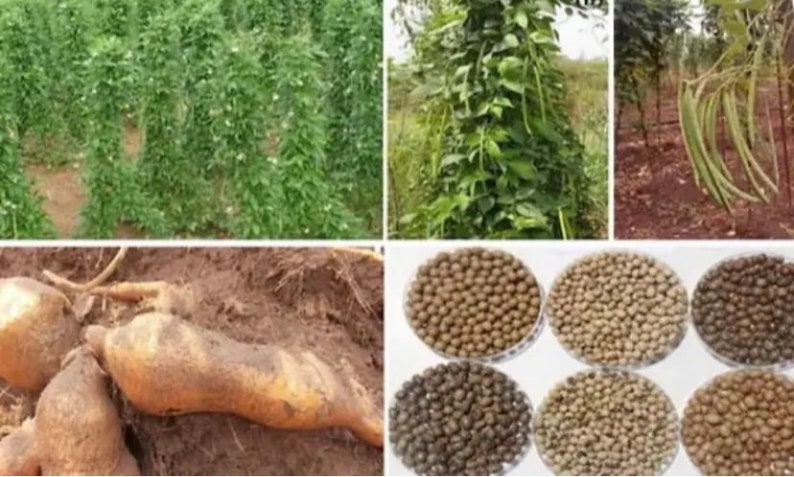 Brown eye African yam beanssphenostylis stenocarpa, 50 seeds /14 USD, shipping /10 USD, phyto certificate cost 12 USD image 5