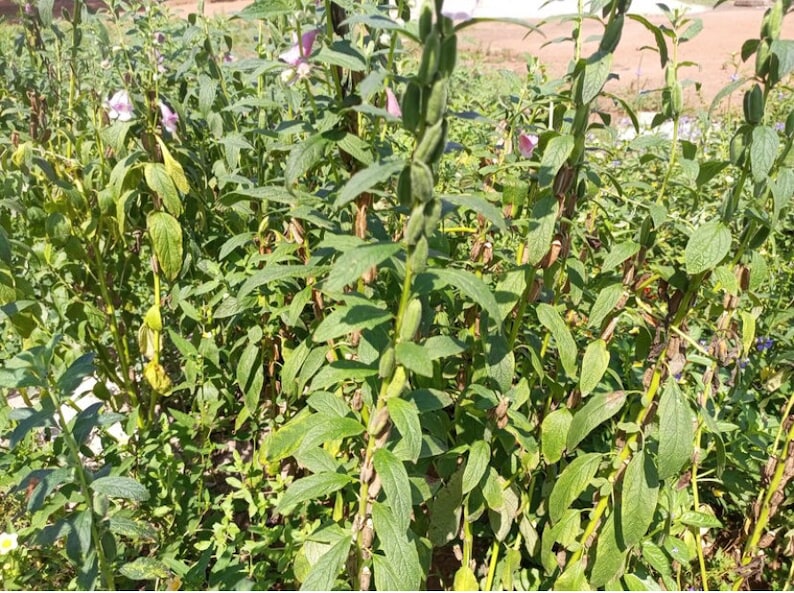 Ceratotheca Sesamoidesfalse Sesame 200 Seeds Cost is 11 Etsy