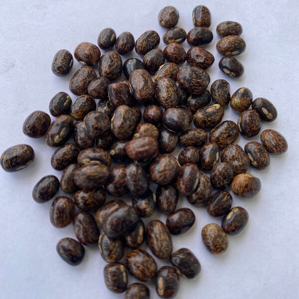 African Yam Seeds Etsy