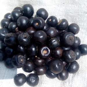 Vitex doniana, African black plum, 20 seeds 8 USD, shipping cost 10 USD, phyto certificate cost 12 USD 画像 4