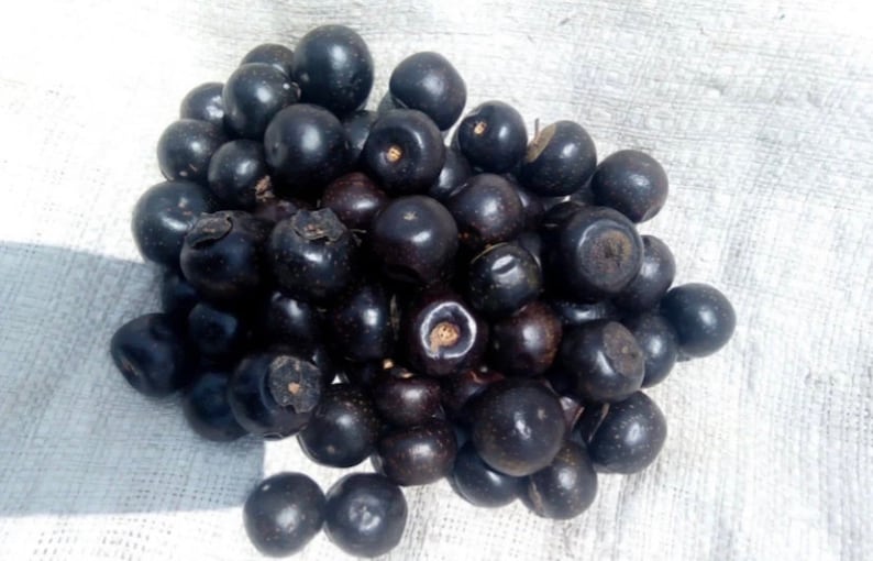 Vitex doniana, African black plum, 20 seeds 8 USD, shipping cost 10 USD, phyto certificate cost 12 USD image 4