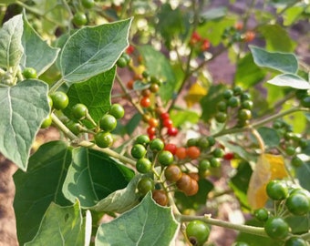 Solanum aguivi, African pea eggplant, forest bitter berries, 200 seeds for 11 USD, shipping cost is 10 USD, Phyto certificate cost is 12 USD