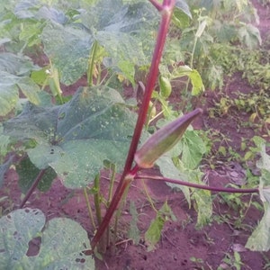 Okro largo de Borgoña Abelmoschus esculentus, 200 semillas/11 USD, el costo de envío es de 10 USD, certificado fitográfico es de 12 USD imagen 8