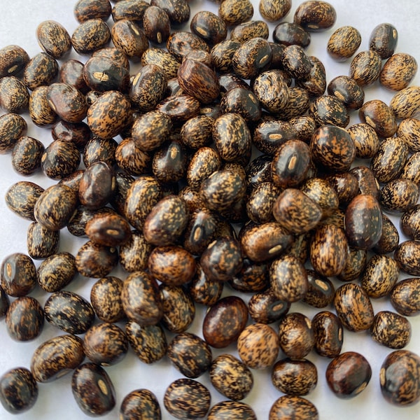 African Yam Seeds Etsy