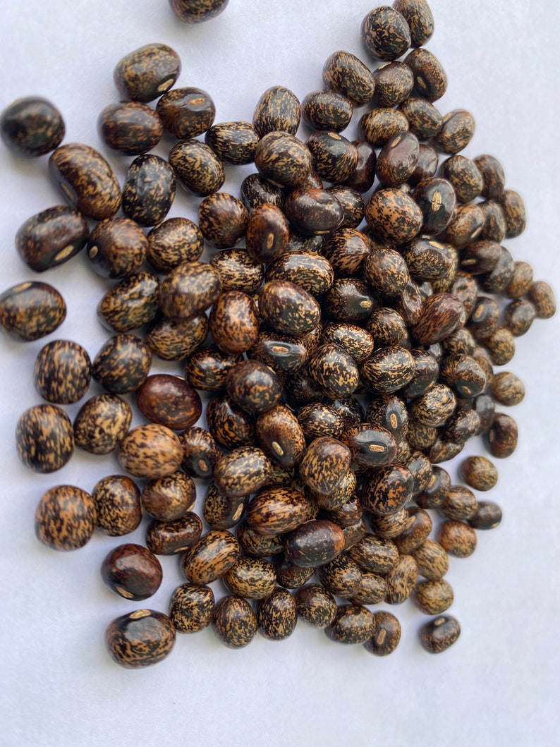 Nigerian Large Blackish African yam beanssphenostylis stenocarpa, 50 seeds /14 USD, shipping /10 USD, phyto certificate cost 12 USD image 7