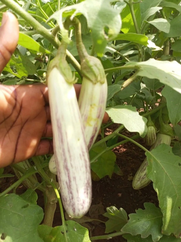 Scarlet Eggplant - Brazilian Jilo Seeds Here - Plants & Seedlings, Facebook Marketplace