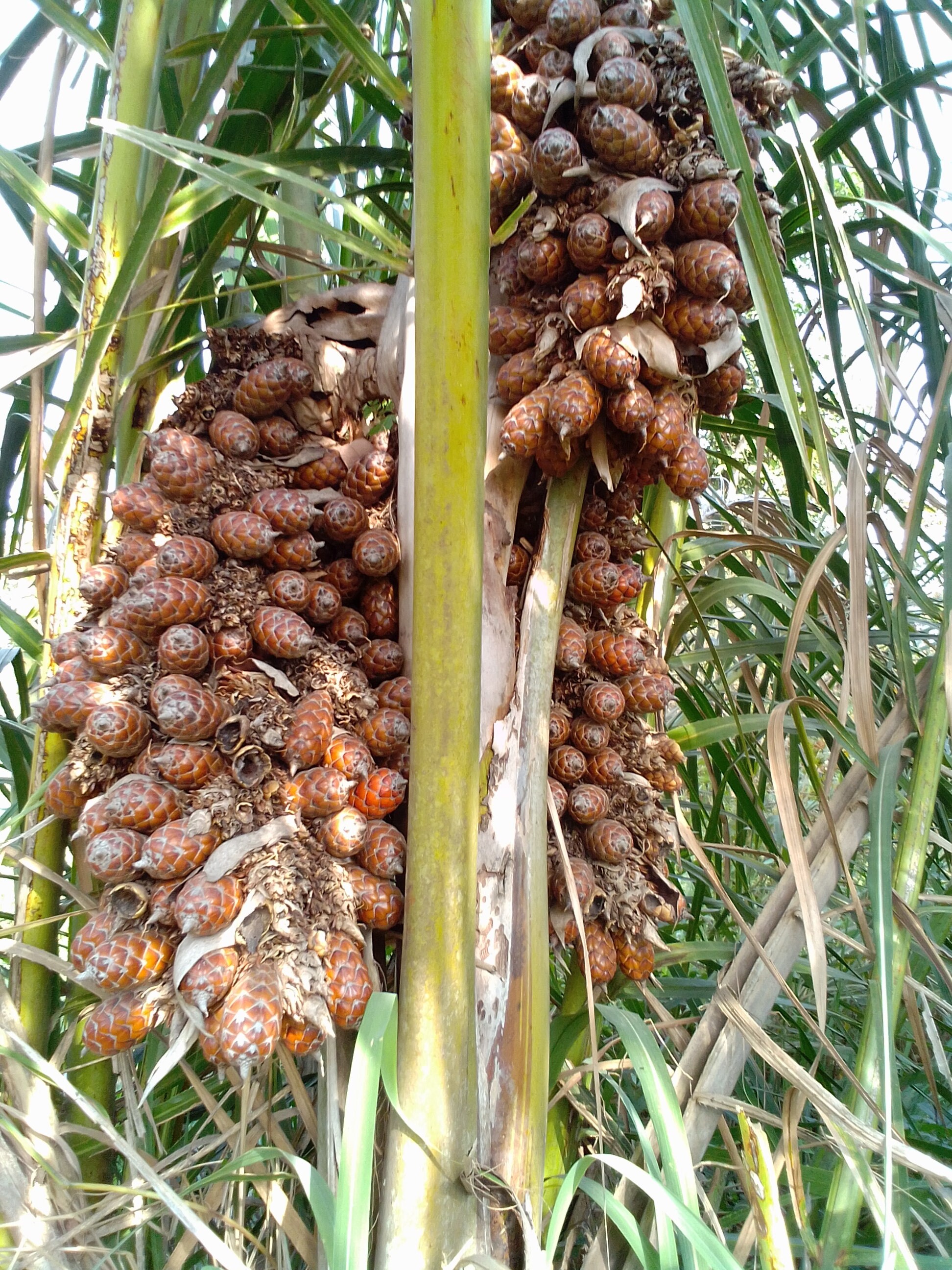 Raphia Hookeri ivory Coast Raffia Palm 5 Fresh Fruits for Etsy UK