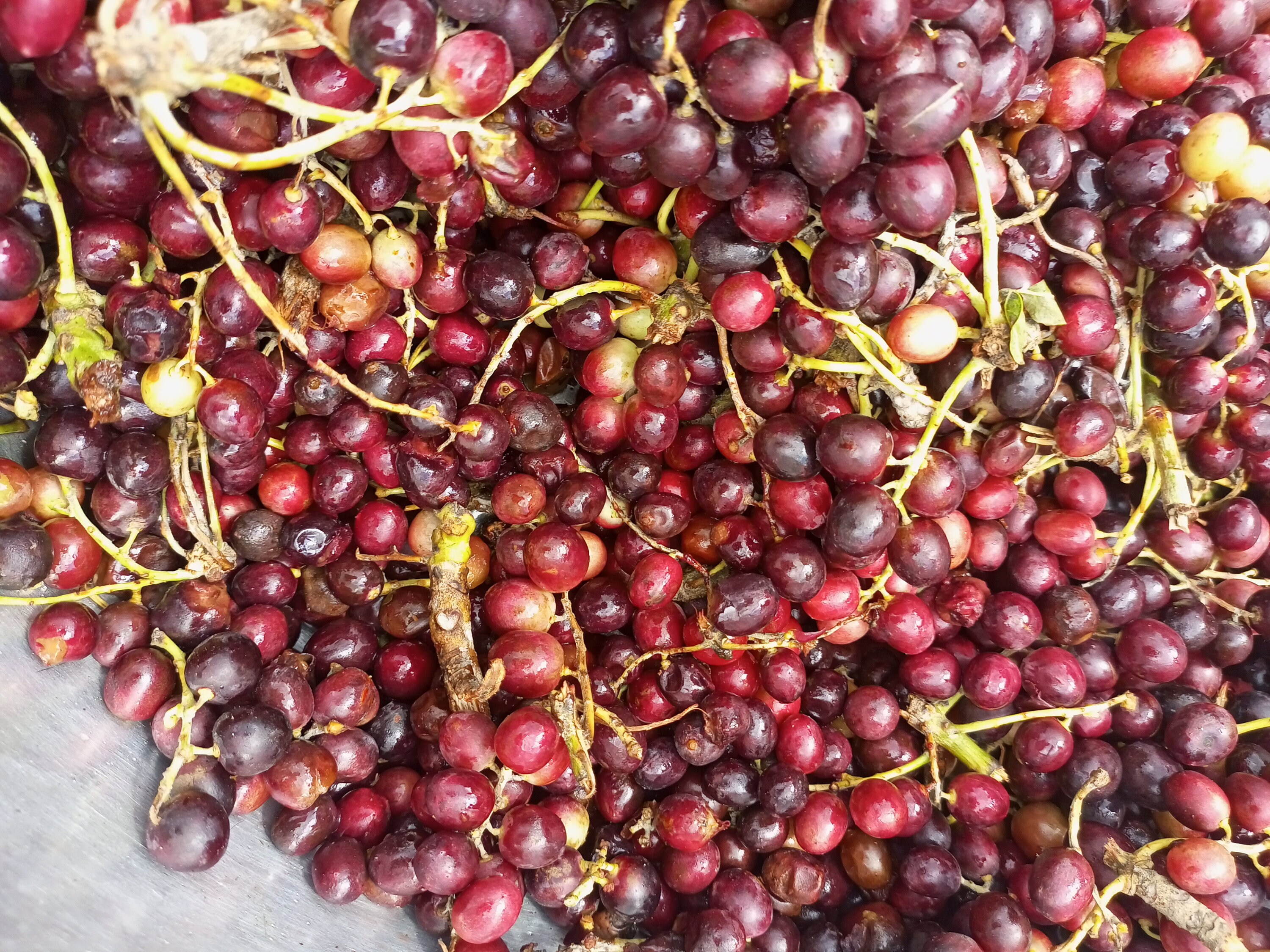 Lannea microcarpa African grapes 10 seeds for 10 USD Etsy