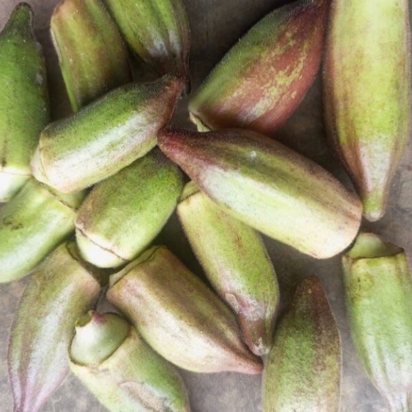 Okro burdeos corto (Abelmoschus esculentus), 200 semillas / 11 USD, el costo de envío es de 10 USD, certificado de fito es de 12 USD