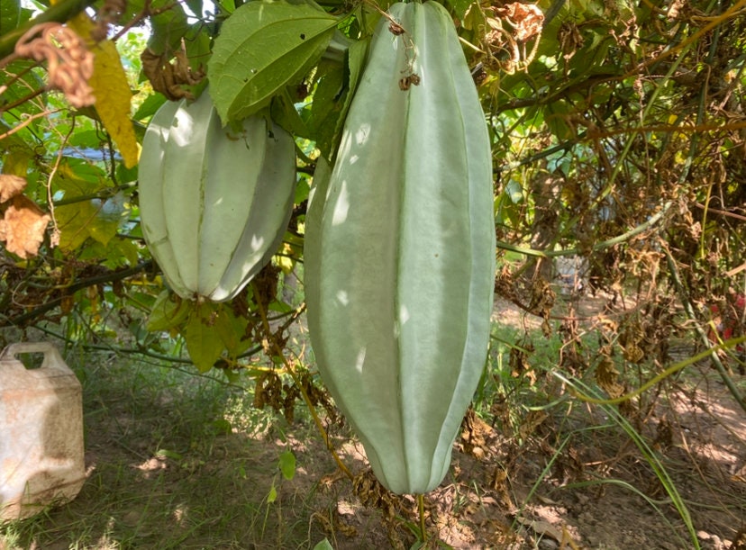 Dried Fluted Pumpkin Leaves Dried Ugu Leaves Telfairia Etsy Australia