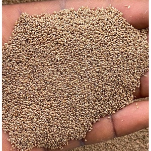 Fonio(Digitaria exilis)seeds for planting , 100g/10 USD, shipping cost is 10 USD, phyto certificate cost is 12 USD