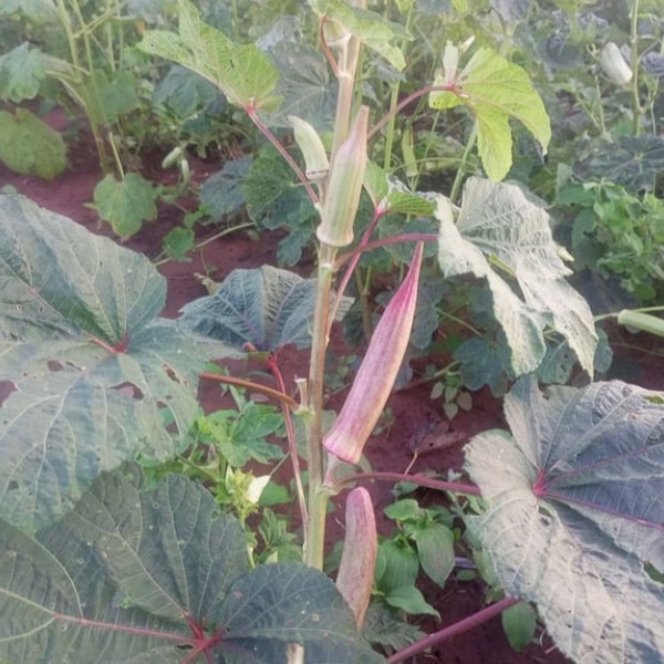 Okro largo de Borgoña (Abelmoschus esculentus), 200 semillas/11 USD, el costo de envío es de 10 USD, certificado fitográfico es de 12 USD