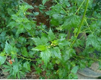 Oniyaya jute, Nigerian jute(Corchorus olitorius), 200 seeds cost is 8 USD, shipping cost is 10 USD, phyto certificate cost is 12