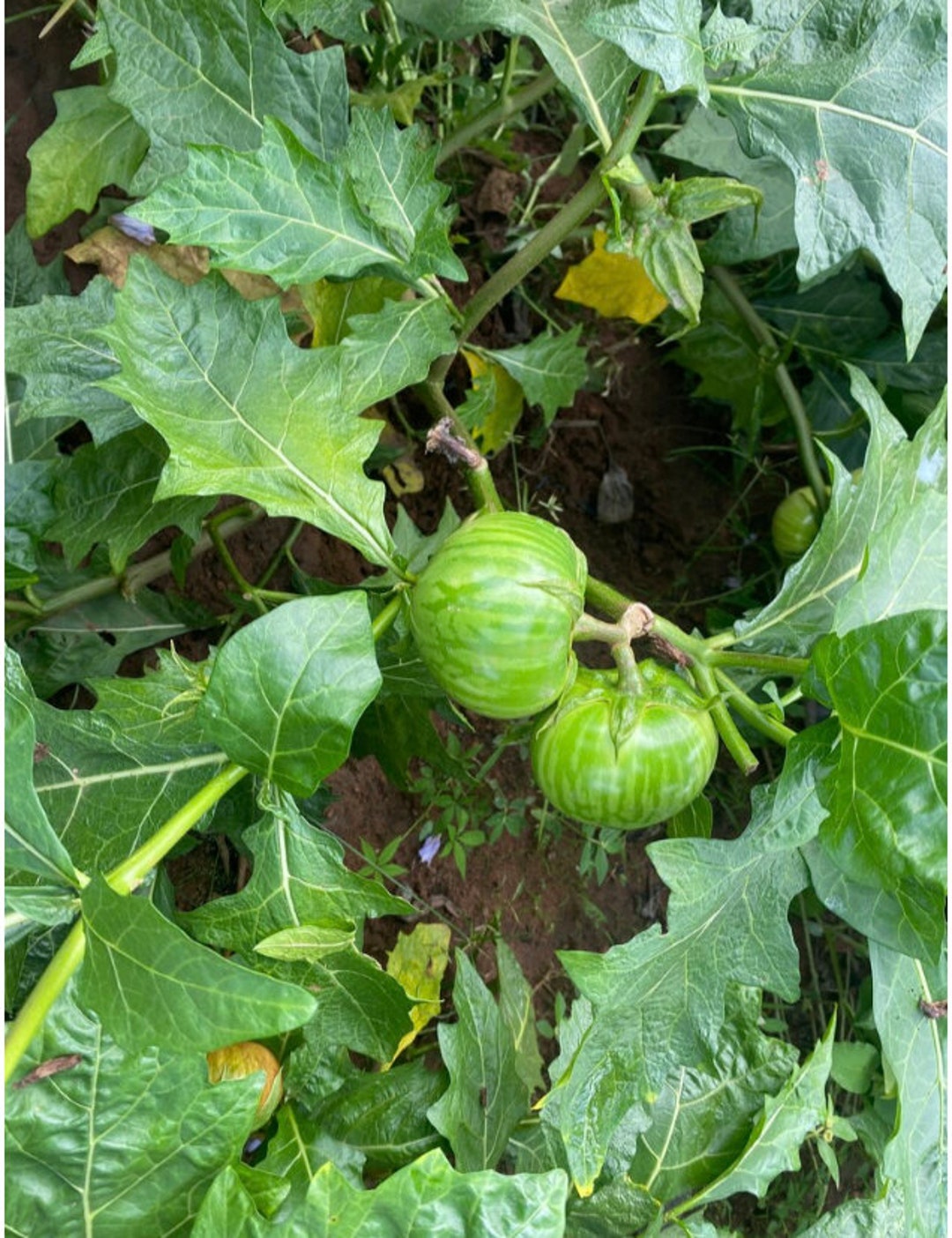 Green Solanum Microcarpum, 200 Seeds for 11 USD, Shipping Cost is 10