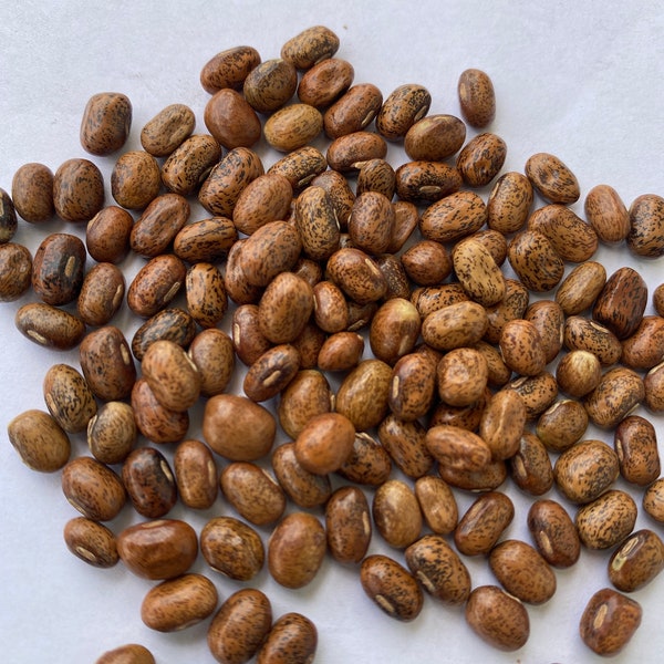 African Yam Seeds Etsy