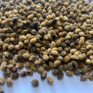 Diocoreophyllum cumminsii, Serendipity fruits, 3000 sweeter than sugar, 10 seeds/8 USD, Shipping cost/10 USD, Phyto certificate cost/12 USD image 4