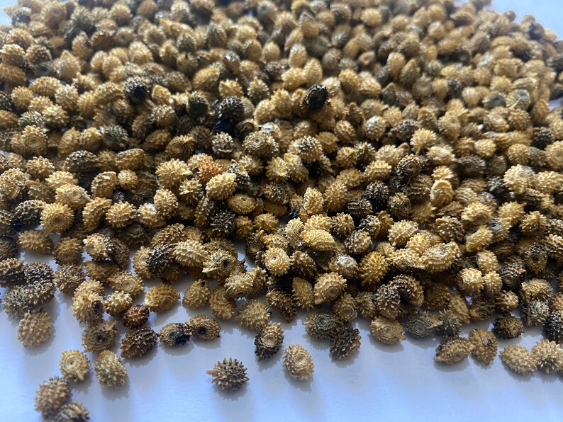 Diocoreophyllum cumminsii, Serendipity fruits, 3000 sweeter than sugar, 10 seeds/8 USD, Shipping cost/10 USD, Phyto certificate cost/12 USD image 4