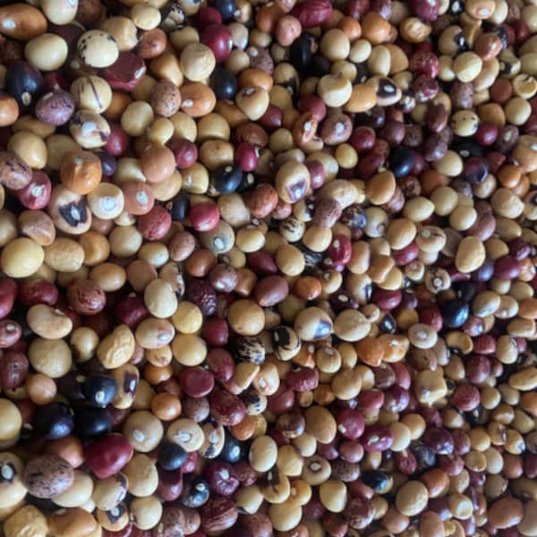 20 in 1 Ghanaian multicolored  bambara beans, (Vigna subterranea) 200g for 8 USD, shipping cost is 10 USD, Phyto certificate cost is 12 USD