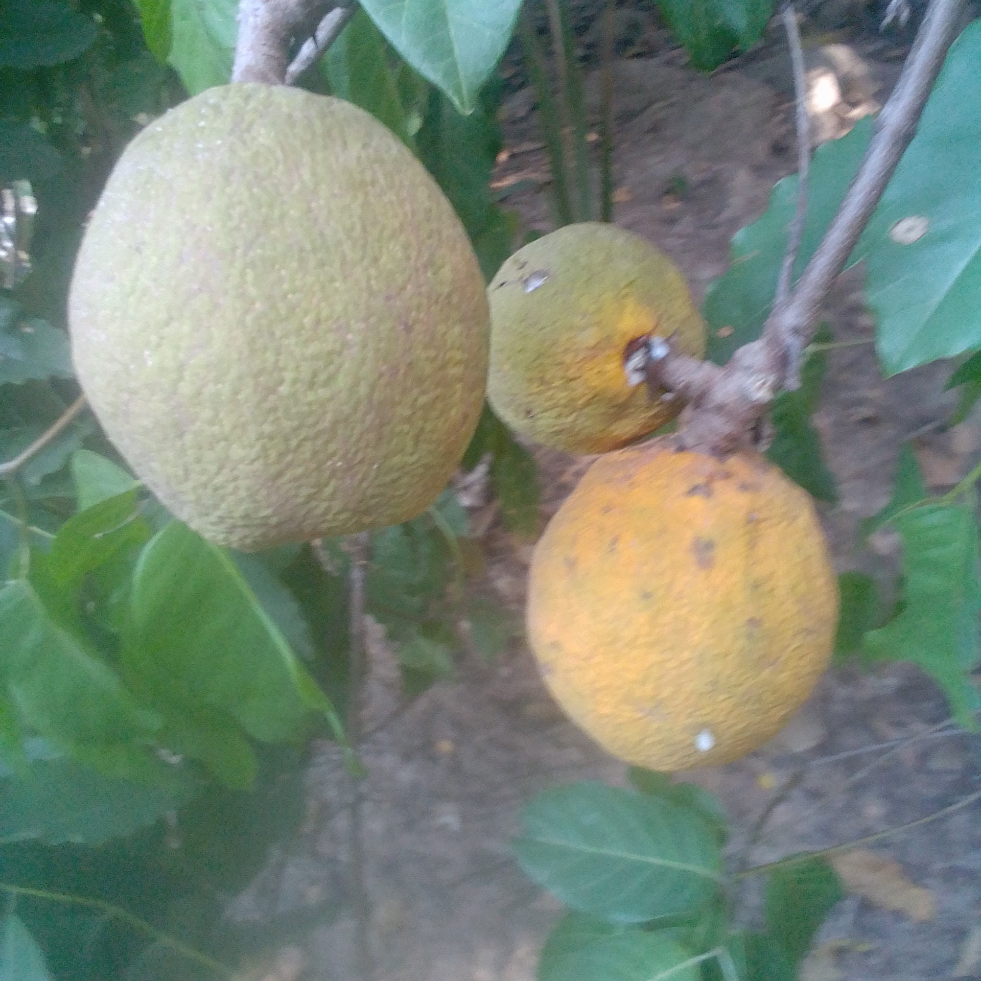 Saba Senegalese senegal Saba Maad Fruits Seeds 10 Seeds Etsy