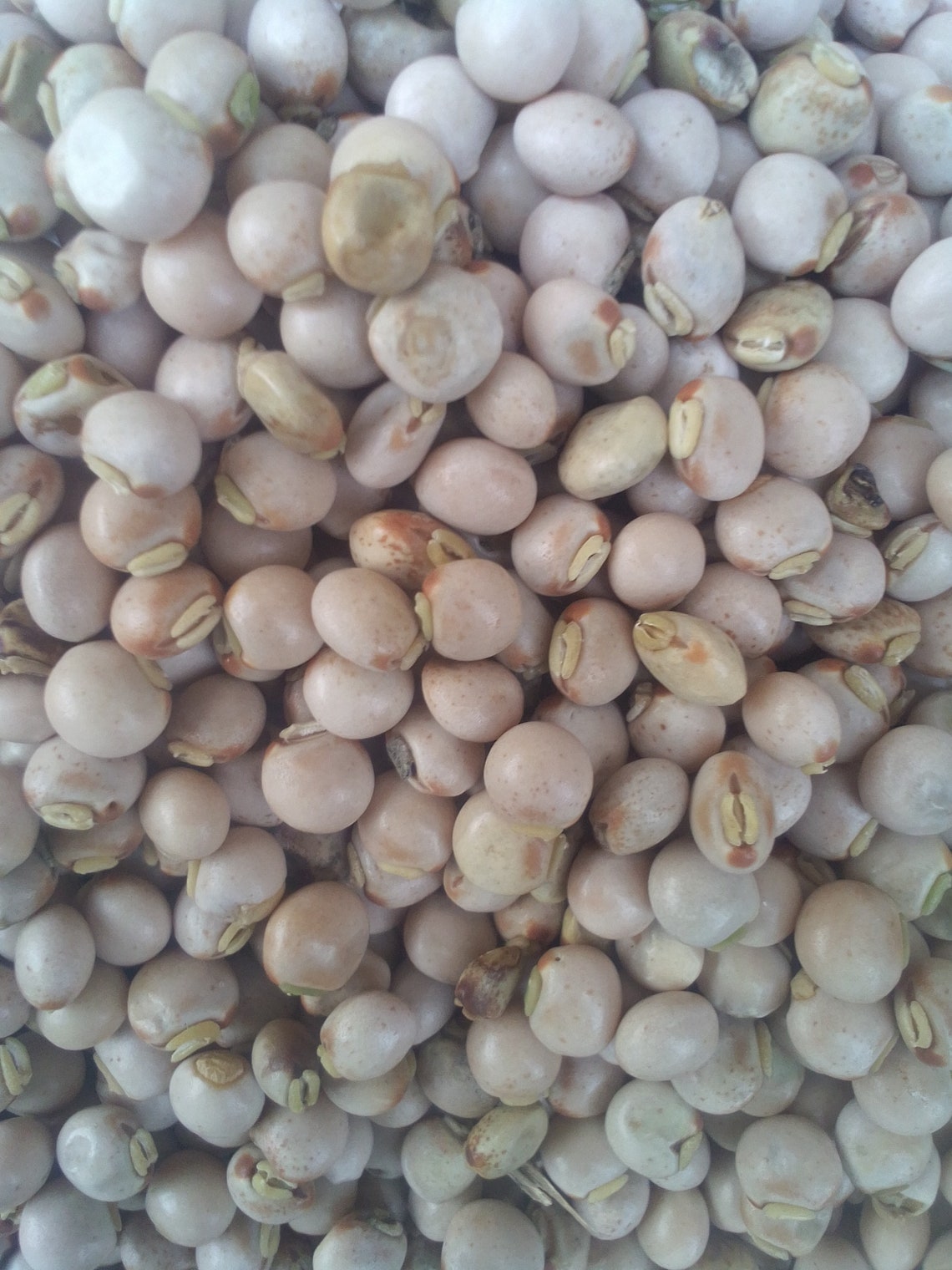 Pigeon Pea Cajanus Cajan Seeds for Sale 100g/11 USD Etsy