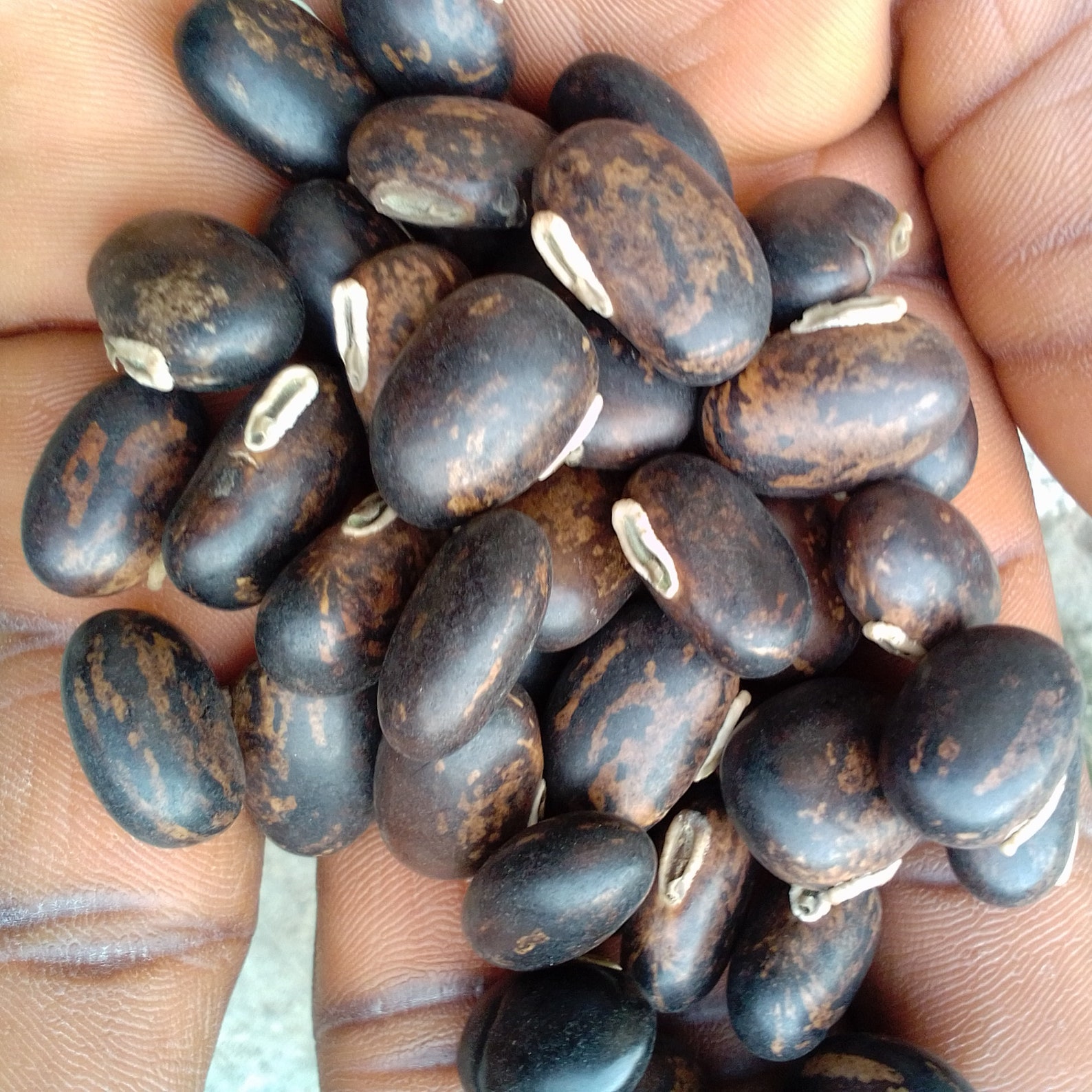 Black mucuna mucuna pruriens 30 seeds for 11 USD shipping Etsy